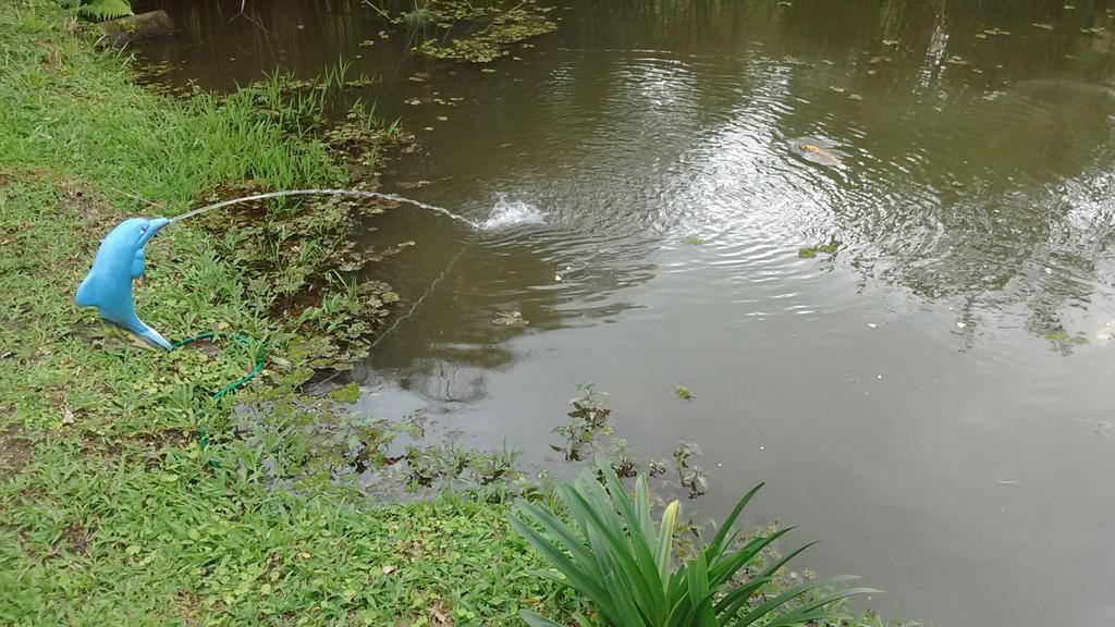 Sítio e Pousada Recanto Dos Ipês Teresópolis Exterior foto